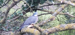 Columba palumbus