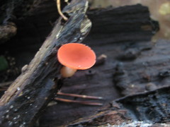 Sarcoscypha occidentalis