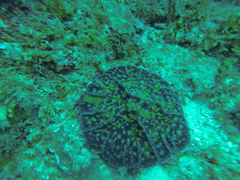 Mycetophyllia