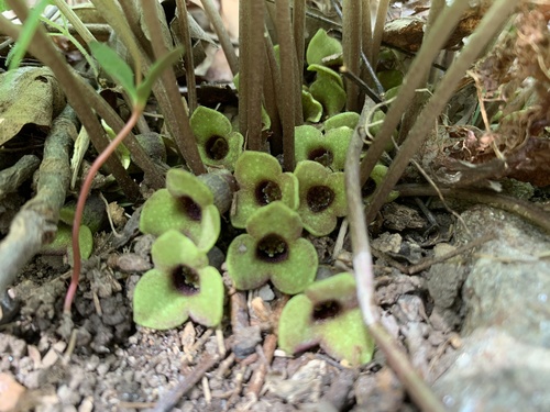 dwarfflower heartleaf (Hexastylis naniflora)