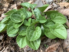 Hexastylis naniflora