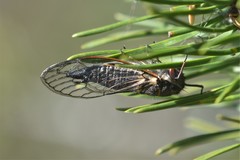 Platypedia areolata