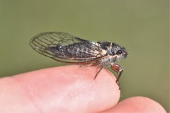 Platypedia areolata