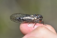 Platypedia areolata
