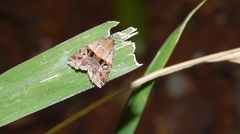 Ozarba megaplaga