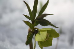 Helleborus viridis viridis