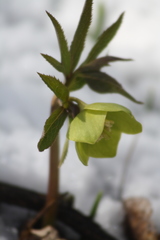 Helleborus viridis viridis