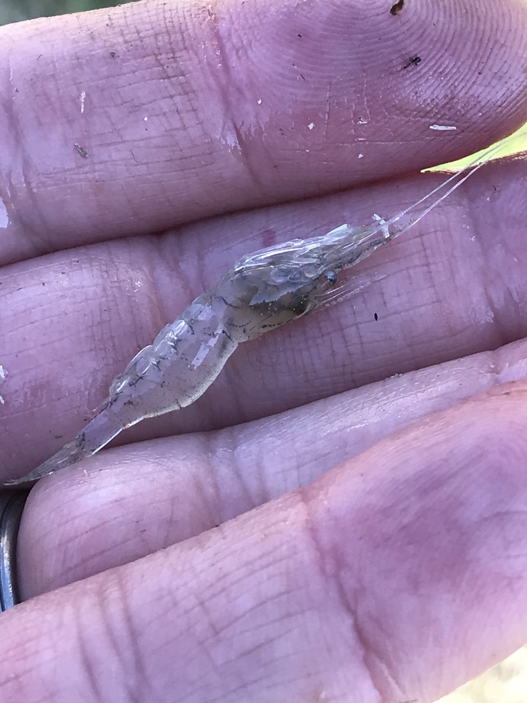 daggerblade grass shrimp