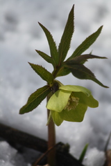 Helleborus viridis viridis