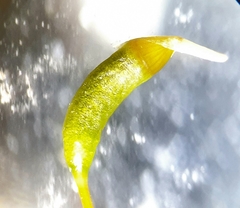 Campylophyllopsis calcarea