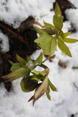 Helleborus viridis viridis