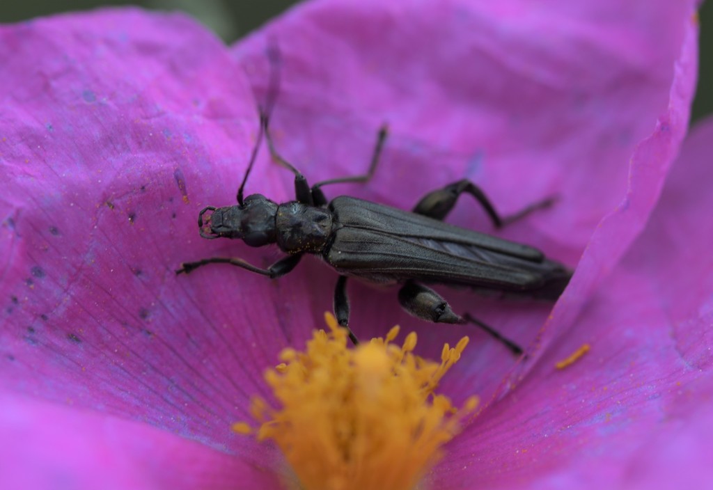 Oedemera atrata