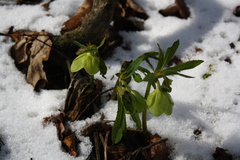 Helleborus viridis viridis