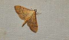 Herpetogramma mutualis