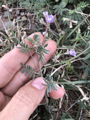 Astragalus nuttallianus austrinus