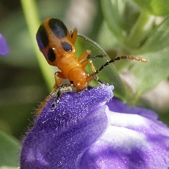 Phyllobrotica sororia