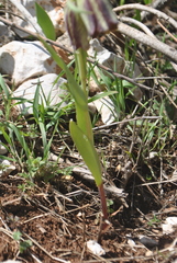 Fritillaria hermonis