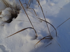 Bromus pumpellianus