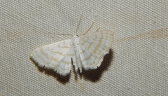 Scopula penultima