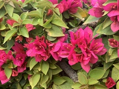 Bougainvillea