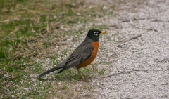 Turdus migratorius