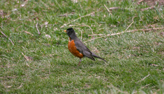 Turdus migratorius