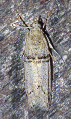 Passadena flavidorsella