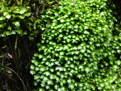 Achrophyllum