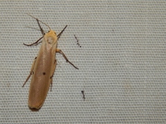 Sozusa scutellata