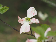 Cornus florida rubra