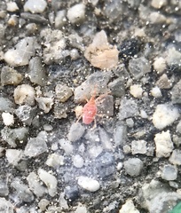 Bdellidae