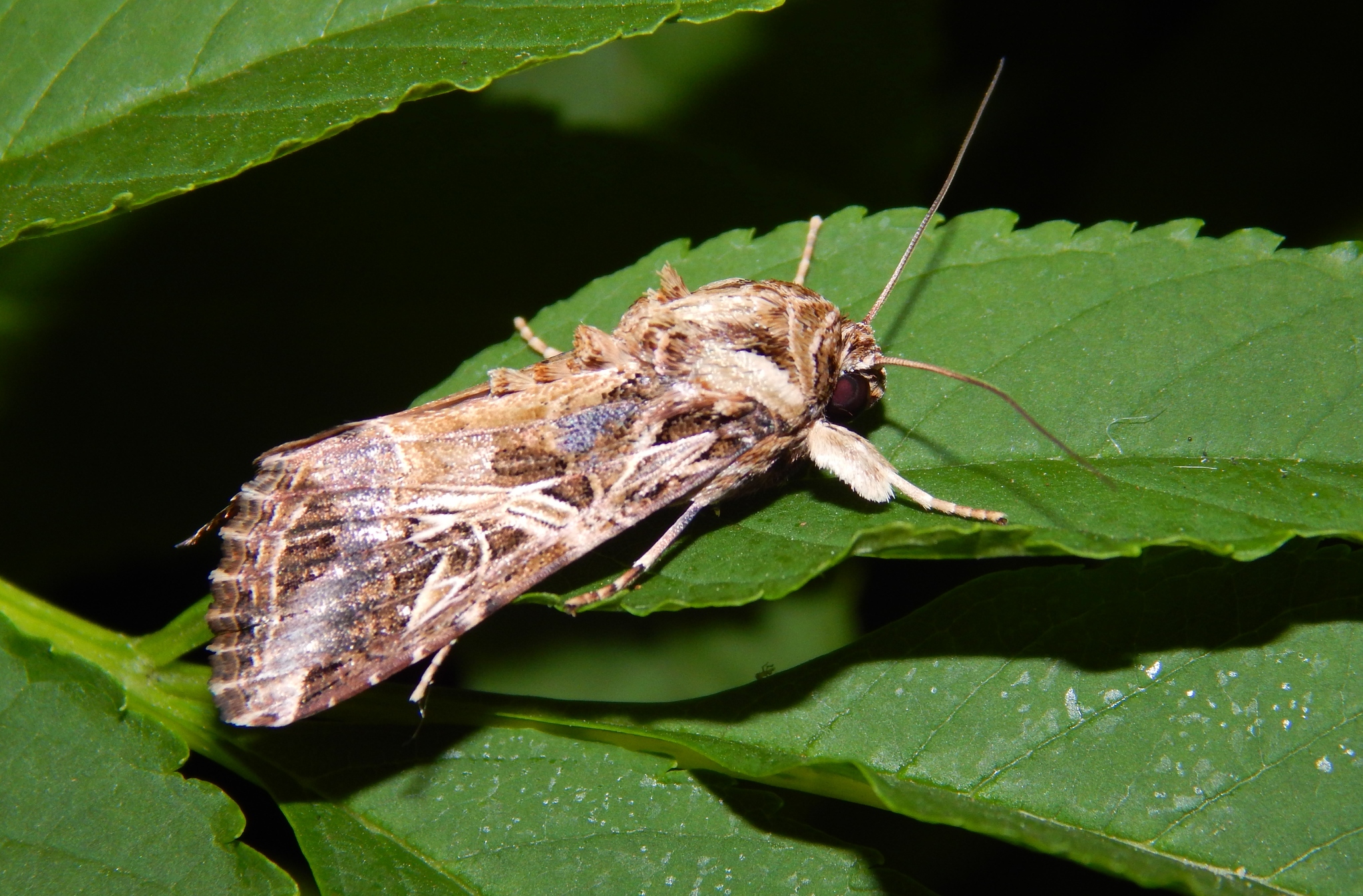 Spodoptera littoralis deals