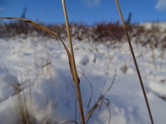 Bromus pumpellianus