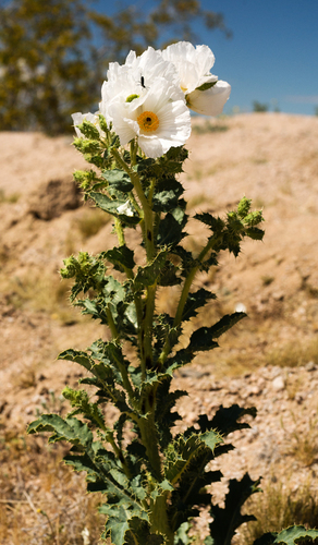 Argemone munita ssp. argentea