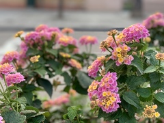 Lantana camara