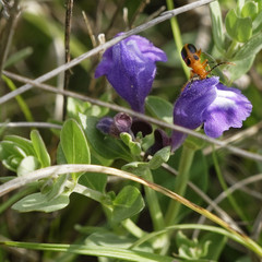 Phyllobrotica sororia