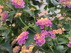 Lantana camara