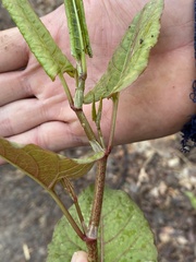 Reynoutria japonica