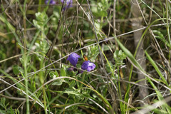 Phyllobrotica sororia