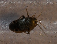 Phylinae
