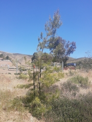 Pinus brutia eldarica