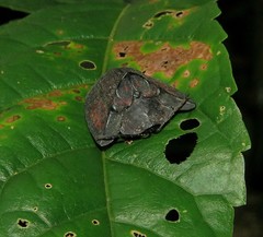 Dorynota incapabilis