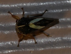 Smilia fasciata