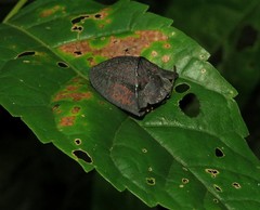 Dorynota incapabilis