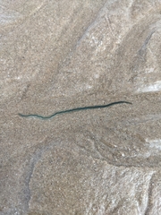 Phyllodocinae