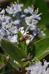 Tetralimonius ornatulus