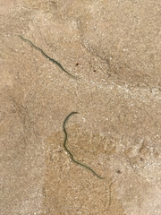 Phyllodocinae