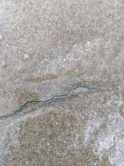 Phyllodocinae