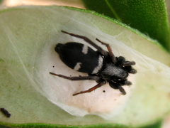 Aphantaulax trifasciata