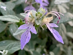 Teucrium fruticans